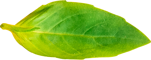 header leaf
